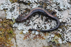 Plethodon shenandoah