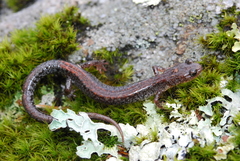 Plethodon sherando
