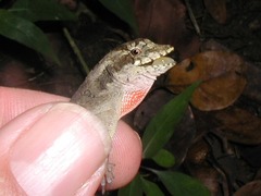 Anolis lemurinus
