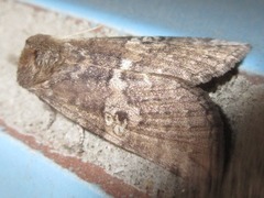 Tethea octogesima
