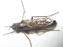 Procyclotelus elegans