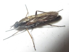 Procyclotelus elegans