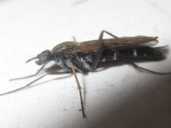 Procyclotelus elegans