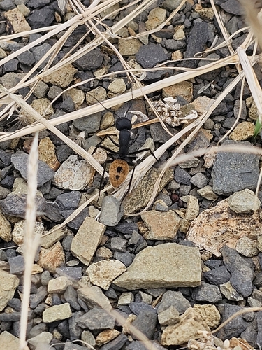 Karoo Balbyter Ant