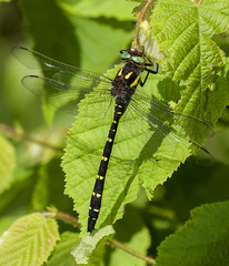 Cordulegaster maculata