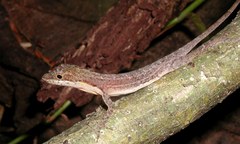 Middle American Smooth Anole photo 4