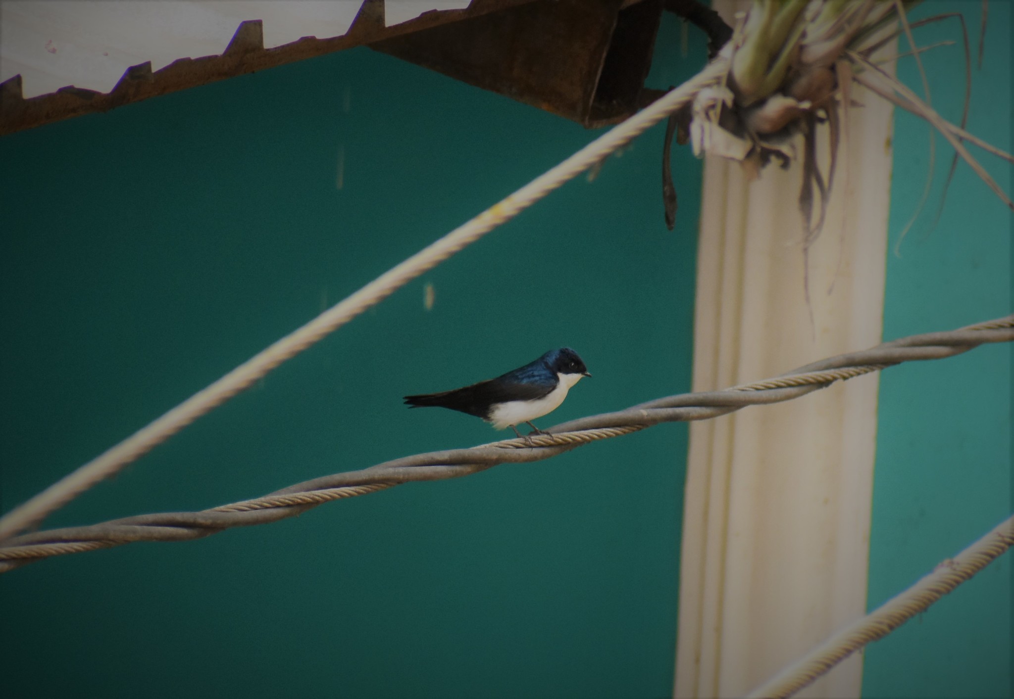 Notiochelidon cyanoleuca image