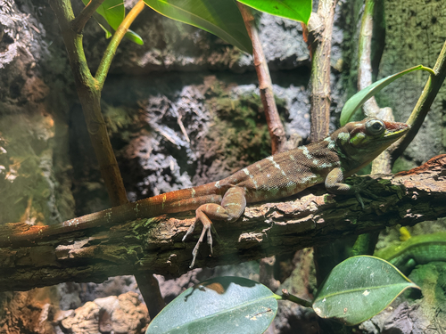 Haitian Giant Anole, Anolis ricordii