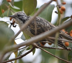 Plectorhyncha lanceolata