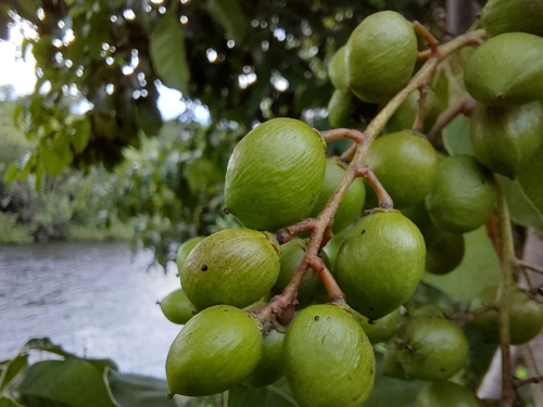 African grape