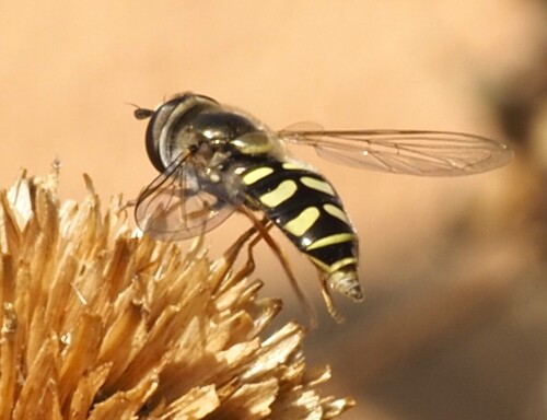 Unknown species found near Maricopa County, US-AZ, US