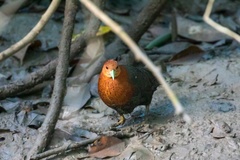 Rallina tricolor
