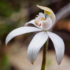 Caladenia gracilis