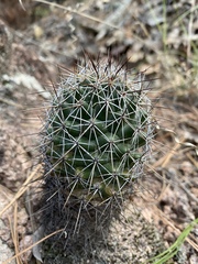 Coryphantha glassii