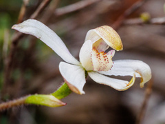 Caladenia gracilis