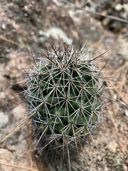 Coryphantha glassii