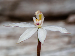 Caladenia gracilis
