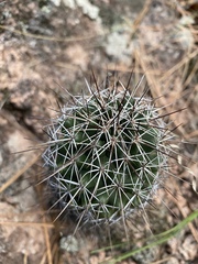 Coryphantha glassii