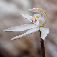 Caladenia gracilis