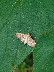 Lepidoptera