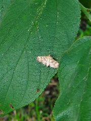 Lepidoptera