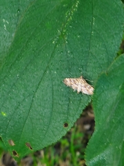Lepidoptera
