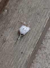 Engyodontium aranearum