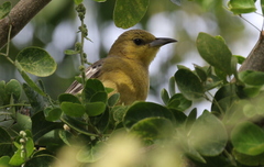 Icterus cucullatus