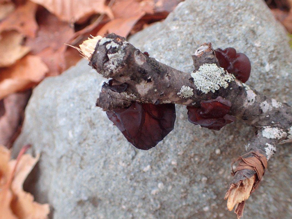Exidia crenata · November 2025 · photo: © tniernberger (iNaturalist, cc0)