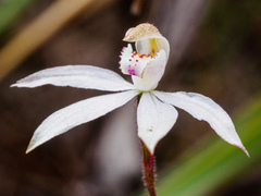 Caladenia gracilis