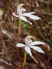 Caladenia gracilis