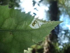 Stigmella hoheriae