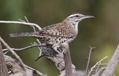 Campylorhynchus brunneicapillus