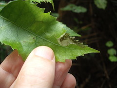 Stigmella hoheriae