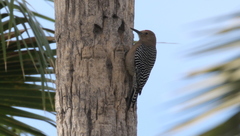 Melanerpes uropygialis