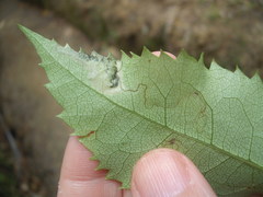 Stigmella hoheriae