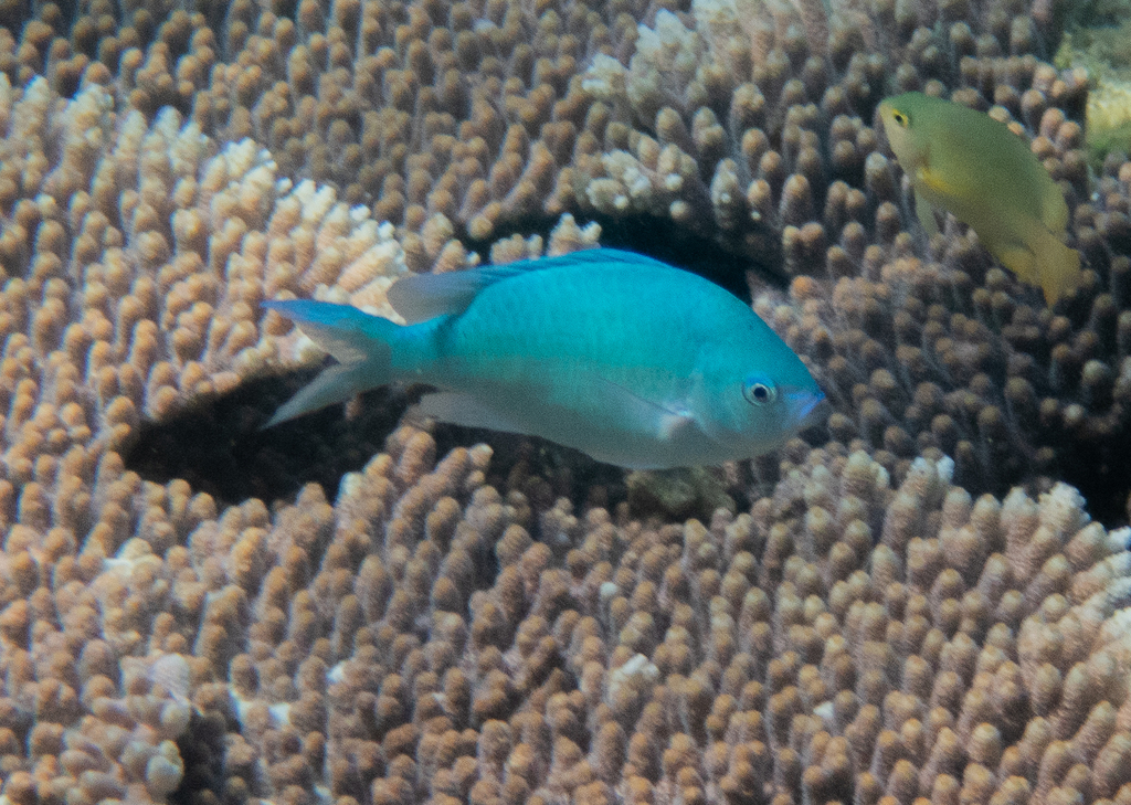 Blue-green Chromis (Chromis viridis) · iNaturalist