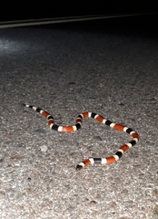 Micruroides euryxanthus