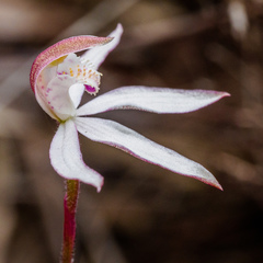 Caladenia gracilis