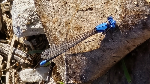 Blue-fronted Dancer