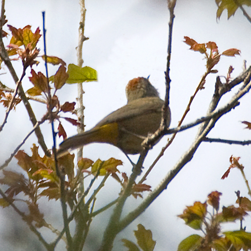 Colima Warbler (Leiothlypis crissalis), photo 8