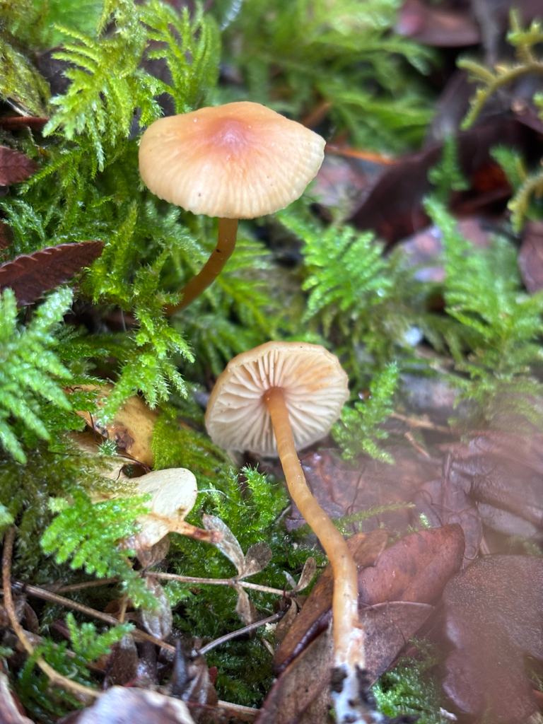 Rhodophana nitellina