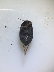 Hydroporinae