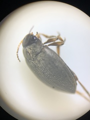 Hydroporinae