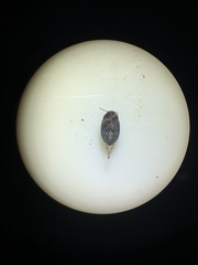 Hydroporinae