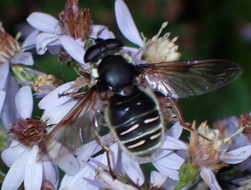 Unknown species found near Amherst, MA, USA