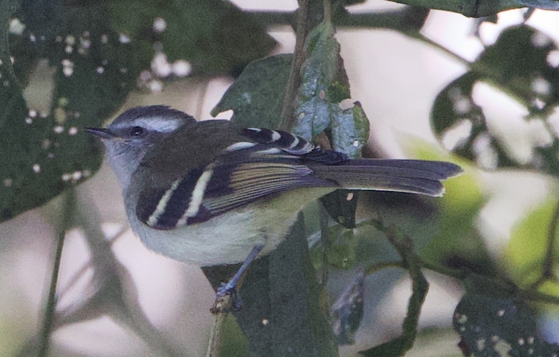 White-banded Tyrannulet (Mecocerculus stictopterus), photo 5