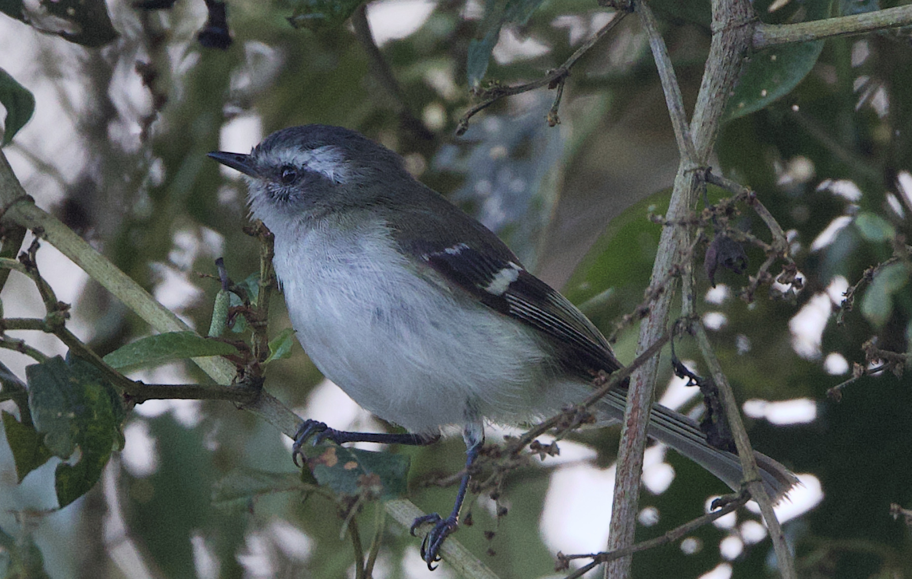 White-banded Tyrannulet (Mecocerculus stictopterus), photo 6