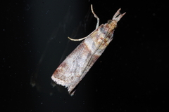 Addyme confusalis