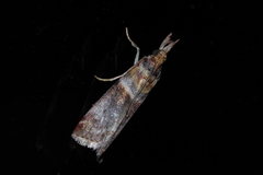 Addyme confusalis